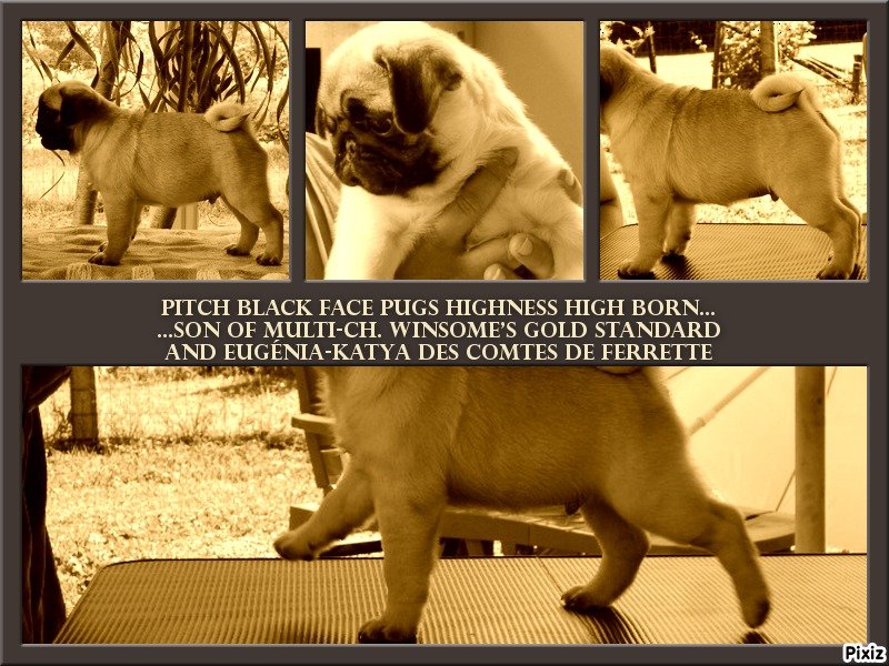 CH. Pitch Black Face Pugs Highness high born aka henry