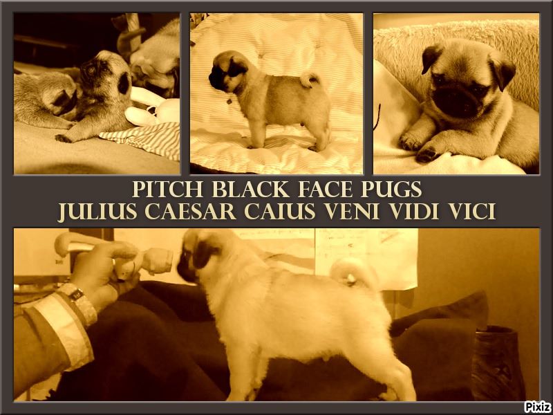 CH. Pitch Black Face Pugs Julius caesar caius veni vidi vici