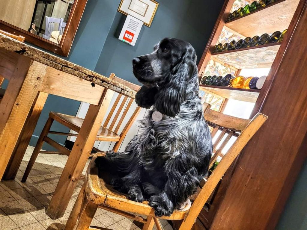 Les Cocker Spaniel Anglais de l'affixe Pitch Black Face Pugs