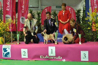 Pitch Black Face Pugs - Magnifique VICTOIRE pour nos Carlins au CHAMPIONNAT de France 2013....