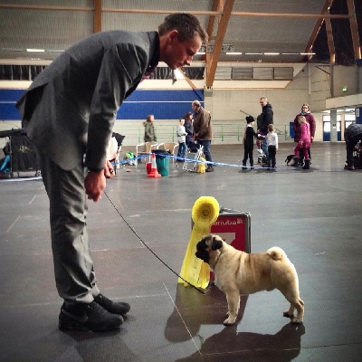 Pitch Black Face Pugs - BEST IN SHOW 3th for Henry !!!!!!