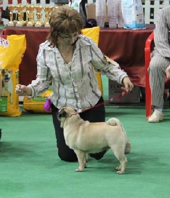 Pitch Black Face Pugs - Magnifique récompense pour les Carlins de mon amie Elena !!!