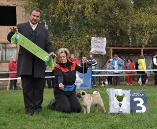 Pitch Black Face Pugs - PITCH BLACK FACE PUGS Hot Comet II est JCH. de Russie / CLUB de Russie