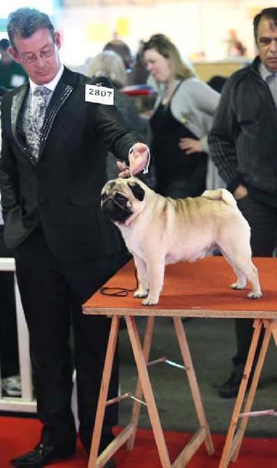 Pitch Black Face Pugs - ... simplement pour dire !!!