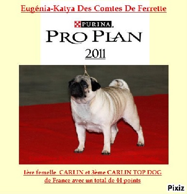 Pitch Black Face Pugs - Eugénia-Katya : Trophée PROPLAN 2011....!!!