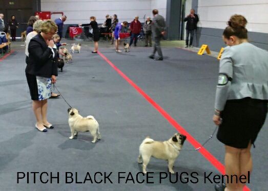 Pitch Black Face Pugs - Une CHAMPIONNE de plus pamis nous... COOKIES est désormais CH.du LUX.