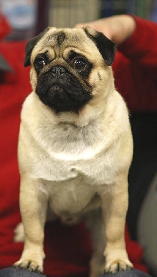 Pitch Black Face Pugs - PARIS DOG SHOW 2014