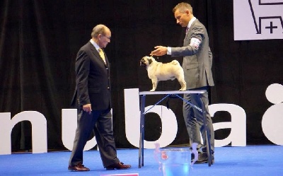 Pitch Black Face Pugs - International DOG SHOW at Geneva.... VICTORY !!!!