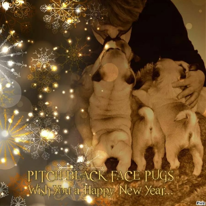 Pitch Black Face Pugs - We Wish You A HAPPY NEW YEAR... Nous Vous Souhaitons Une Bonne Année. 