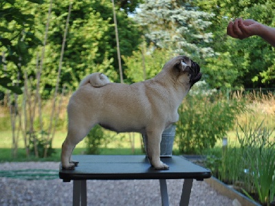 Pitch Black Face Pugs - PUGBULLY Milk And Cookies aka 