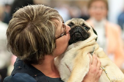 Pitch Black Face Pugs - Hocus Pocus....