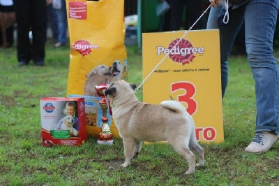 Pitch Black Face Pugs - Très beau début pour HONEY TREASURE ... aussi !!!!