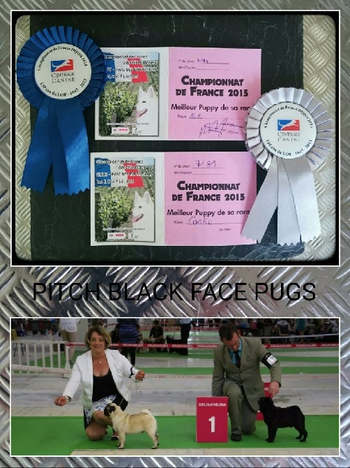 Pitch Black Face Pugs - Nous sommes extrêmement fiers de nos 3 bébés... !!!