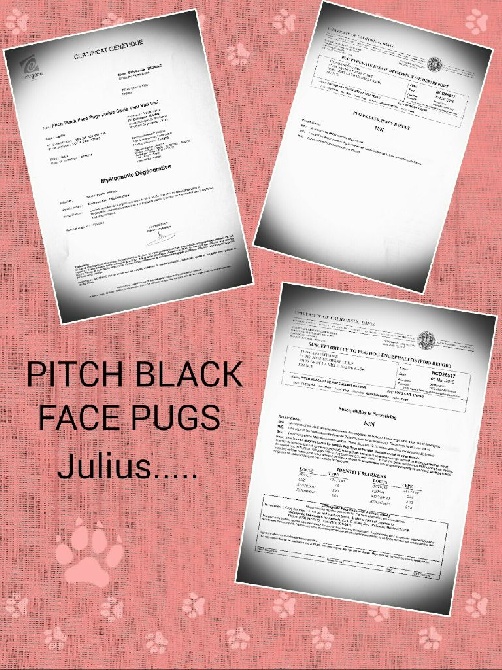 Pitch Black Face Pugs - PITCH BLACK FACE PUGS Julius Caesar Caius Veni Vidi Vici 