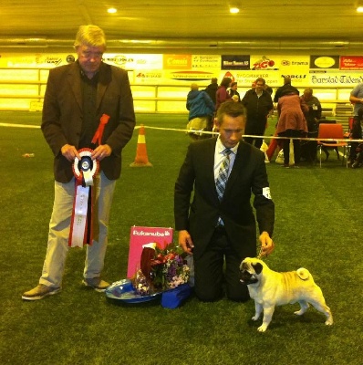 Pitch Black Face Pugs - BEST IN SHOW for HENRY ..... YEEeeee !!!!