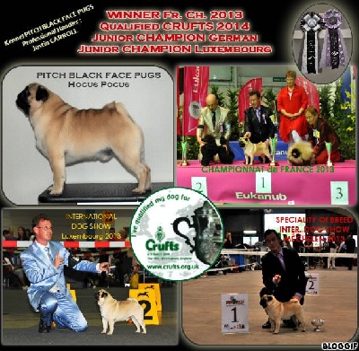 Pitch Black Face Pugs - Hocus Pocus est QUALIFIE pour la CRUFTS 2014... !!! 