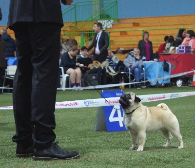 Pitch Black Face Pugs - 