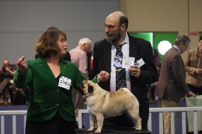 Pitch Black Face Pugs -  NANTES (Fr)... 2 DOG SHOWS = 2 BEST OF BREED for Hocus Pocus !!!