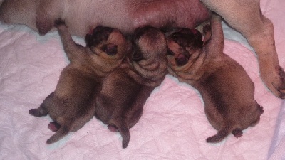 Pitch Black Face Pugs - CH.LLESSORT Lukas + Zaza = Futures Graines de Star !!!