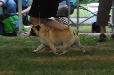 Pitch Black Face Pugs - HOCUS POCUS NEW GERMAN JUNIOR CHAMPION !!!