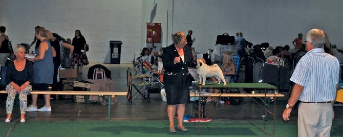 Pitch Black Face Pugs - Cookies... Très beaux débuts de carrières de Dog Shows Adulte !!!! 