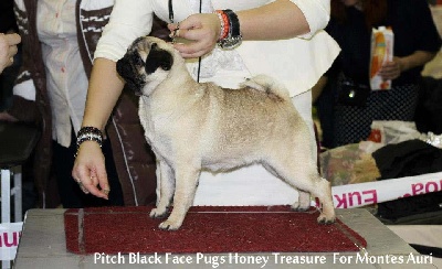 Pitch Black Face Pugs - GOOD NEWS from RUSSIA.... !!! Même Honey Treasure fait des Merveilles 