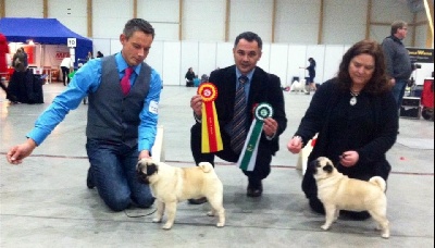 Pitch Black Face Pugs - BEST OF BREED pour Henry au National Dog SHOW  à Oslo !!!