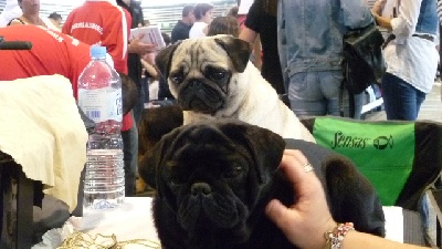 Pitch Black Face Pugs - Exposition INTERNATIONALE de Lyon le 05 juin 2011.