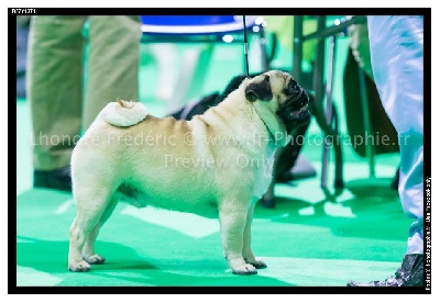 Pitch Black Face Pugs - Des CARLINS de Grande Qualités... pas en Grande Quantités !!!