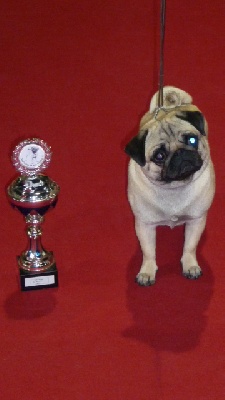 Pitch Black Face Pugs - Encore une Belle Victoire pour Eugénia ...