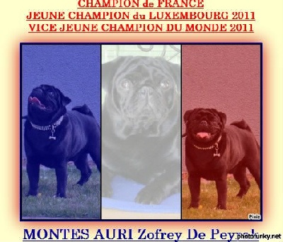 Pitch Black Face Pugs - CHAMPION Montes AURI Zofrey De Peyrak....!!!