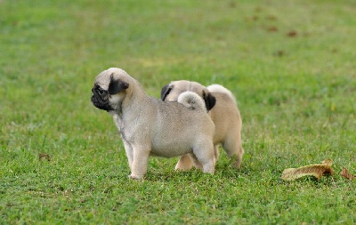 Pitch Black Face Pugs - Nouvelles photos des Bébés de BRIGGS et Zaza à 6 semaines...