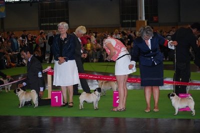 Pitch Black Face Pugs - WORLD DOG SHOW Paris 2011: Eugénia 3ème EXCELLENT.