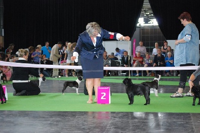 Pitch Black Face Pugs - WORLD DOG SHOW Paris 2011: Zhofrey 2ème EXCELLENT