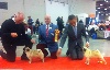  - Another BOB Junior and BEST OF BREED for Henry... !!!