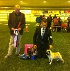  - BEST IN SHOW for HENRY ..... YEEeeee !!!!