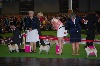  - WORLD DOG SHOW Paris 2011: Eugénia 3ème EXCELLENT.