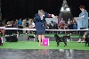  - WORLD DOG SHOW Paris 2011: Zhofrey 2ème EXCELLENT