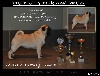  - PUGBULLY Milk And Cookies.... !!!