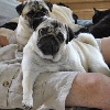  - PITCH BLACK FACE PUGS Hobsy Tobsy II aka 