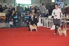  - CH. / JCH. / Win.Fr.Ch. 2013 / Qualif. CRUFTS 2014