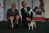  - ALL BREED INTERNATIONAL CHAMPIONSHIP DOG SHOW to DUBLIN