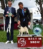  - SUPREME BEST IN SHOW for HENRY .... !!! WAOoo... WAOoo...