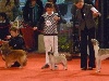  - PARIS DOG SHOW 2011