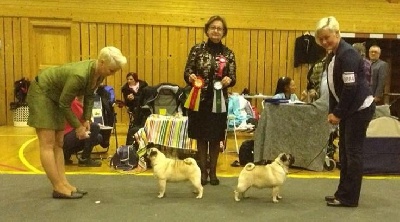 Pitch Black Face Pugs - Good NEWS from NORWAY with little FRENCHY HENRY !!!