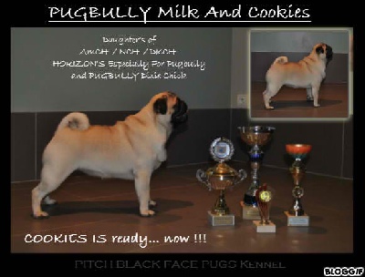 Pitch Black Face Pugs - PUGBULLY Milk And Cookies.... !!!