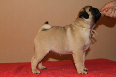 Pitch Black Face Pugs - Et voici notre nouvelle petite Merveille.....!!!