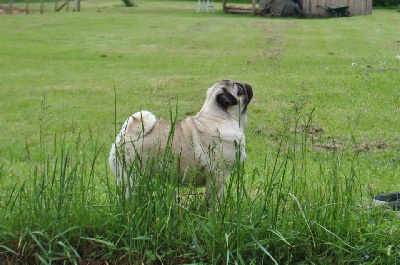 Pitch Black Face Pugs - HOBSY TOBSY II.... Petite Chenille devient un merveilleux PAPILLON !!!