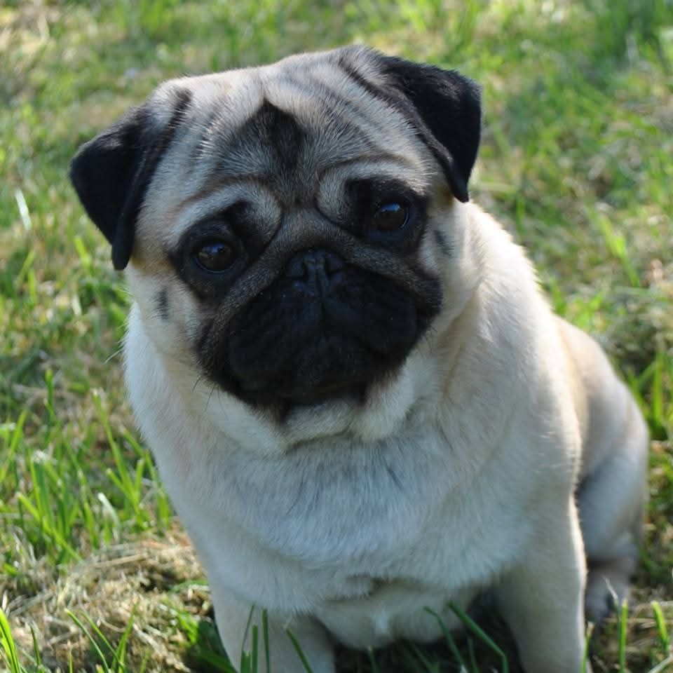 Pitch Black Face Pugs - Hocus-Pocus... Tu es né Étoile, tu as vécu Étoile, tu es mon Étoile.