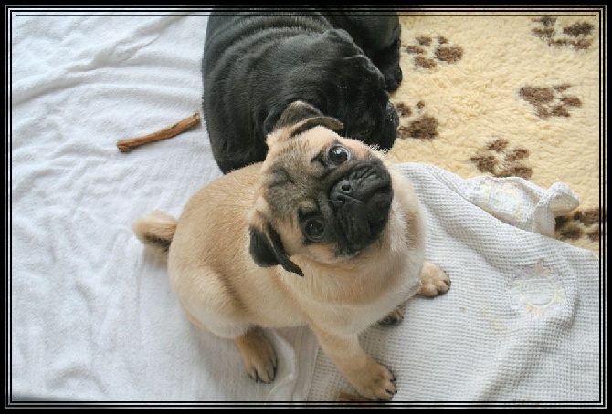 Pitch Black Face Pugs - Enfin notre petite Famille Carlin est au complet CHALLENGE 2014 Réussi